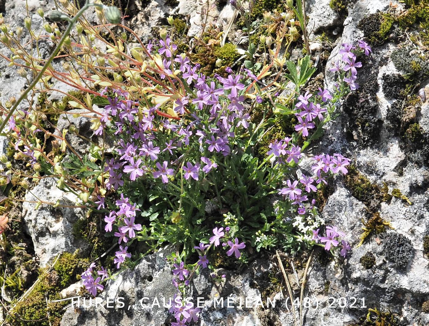 Foxglove, Fairy, Alpine Erinus plant